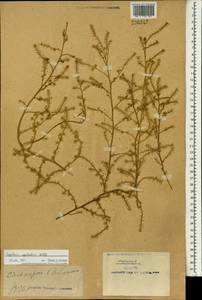 Клоповник безлепестный Willd., Зарубежная Азия (ASIA) (КНР)