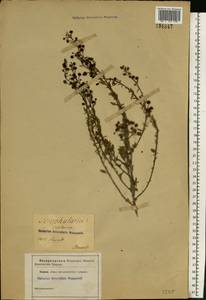 Норичник меловой Fisch., Восточная Европа, Северо-Украинский район (E11) (Украина)