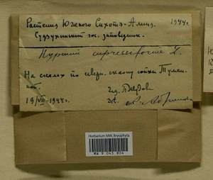Hypnum cupressiforme Hedw., Гербарий мохообразных, Мхи - Дальний Восток (без Чукотки и Камчатки) (B20) (Россия)