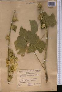 Шток-роза голоцветковая (Lindl.) Boiss., Средняя Азия и Казахстан, Северный и Центральный Тянь-Шань (M4) (Киргизия)