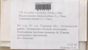Nowellia curvifolia (Dicks.) Mitt., Гербарий мохообразных, Мхи - Центральное Нечерноземье (B6) (Россия)
