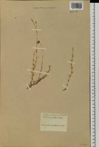 Pseudocherleria laricina (L.) Dillenb. & Kadereit, Сибирь, Прибайкалье и Забайкалье (S4) (Россия)
