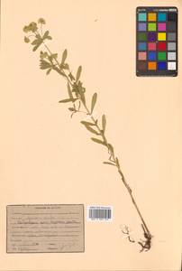 Молочай острый L., Сибирь, Дальний Восток (S6) (Россия)