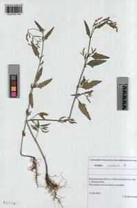 KUZ 003 744, Лебеда раскидистая L., Сибирь, Алтай и Саяны (S2) (Россия)