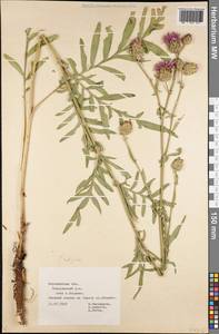 Василек прижаточешуйный Ledeb., Восточная Европа, Центральный лесостепной район (E6) (Россия)