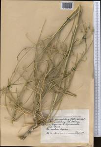 Жабрица пушистоголовая (Pall. ex Spreng.) Schischk., Средняя Азия и Казахстан, Прикаспийский Устюрт и Северное Приаралье (M8) (Казахстан)