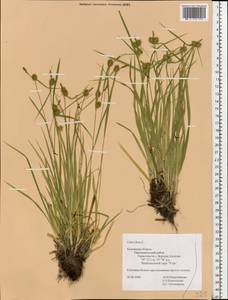 Осока желтая L., Восточная Европа, Центральный район (E4) (Россия)