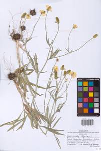 Лютик иллирийский L., Восточная Европа, Нижневолжский район (E9) (Россия)