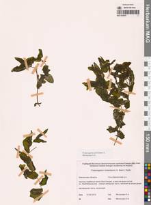 Рдест пронзеннолистный, Рдест стеблеобъемлющий L., Сибирь, Чукотка и Камчатка (S7) (Россия)