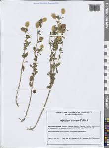 Клевер золотистый Pollich, Сибирь, Западная Сибирь (S1) (Россия)