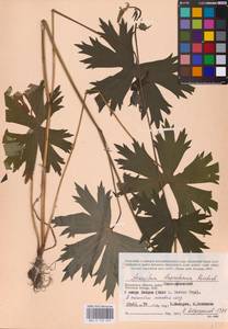 Aconitum lycoctonum subsp. lasiostomum (Rchb.) Warncke, Восточная Европа, Центральный район (E4) (Россия)