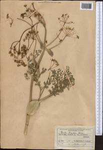 Ферула овечья (Boiss.) Boiss., Средняя Азия и Казахстан, Северный и Центральный Тянь-Шань (M4) (Киргизия)