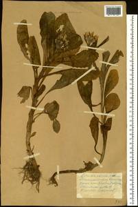 Jacobaea pseudoarnica (Less.) Zuev, Сибирь, Чукотка и Камчатка (S7) (Россия)