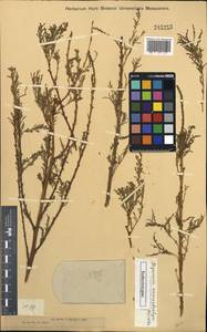 Myricaria germanica subsp. germanica, Не определено