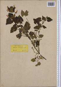 Lamium garganicum subsp. striatum (Sm.) Hayek, Западная Европа (EUR) (Греция)