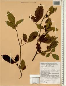 Allophylus cobbe (L.) Raeusch, Зарубежная Азия (ASIA) (Таиланд)