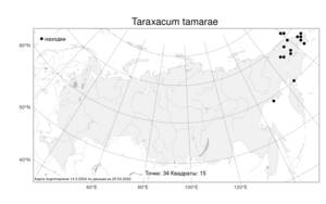 Taraxacum tamarae, Одуванчик Тамары Kharkev. & Tzvelev, Атлас флоры России (FLORUS) (Россия)
