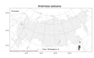Artemisia saitoana, Полынь Сайто Kitam., Атлас флоры России (FLORUS) (Россия)