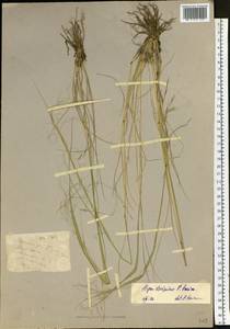 Ковыль Крылова Roshev., Сибирь, Западный (Казахстанский) Алтай (S2a) (Казахстан)
