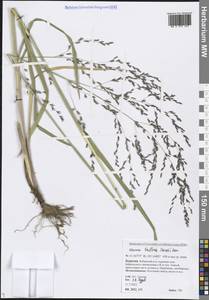 Манник литовский (Gorski) Gorski, Сибирь, Прибайкалье и Забайкалье (S4) (Россия)