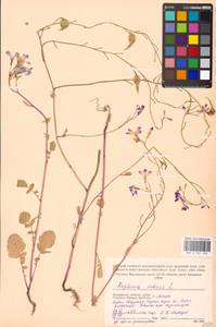 Редька посевная L., Восточная Европа, Московская область и Москва (E4a) (Россия)