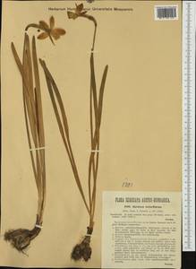 Narcissus poeticus subsp. radiiflorus (Salisb.) Baker, Западная Европа (EUR) (Румыния)