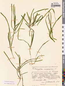 Рдест сплюснутый L., Сибирь, Чукотка и Камчатка (S7) (Россия)