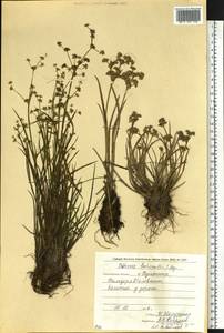Juncus prismatocarpus subsp. leschenaultii (Gay ex Laharpe) Kirschner, Сибирь, Дальний Восток (S6) (Россия)