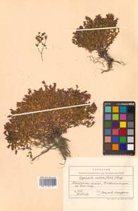 Heterochroa violacea (Ledeb.) Walp., Сибирь, Чукотка и Камчатка (S7) (Россия)