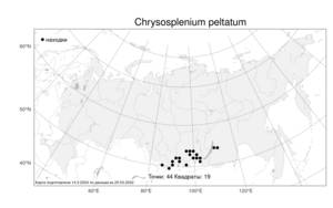 Chrysosplenium peltatum, Селезеночник щитовидный Turcz., Атлас флоры России (FLORUS) (Россия)