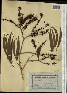 Melaleuca leucadendra (L.) L., Австралия и Океания (AUSTR) (Австралия)