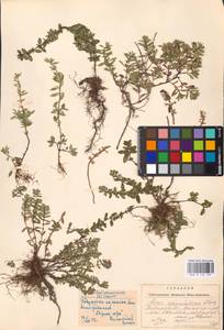 MHA 0 156 795, Чабрец, Восточная Европа, Западно-Украинский район (E13) (Украина)