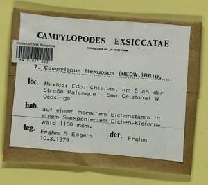 Campylopus flexuosus (Hedw.) Brid., Гербарий мохообразных, Мхи - Америка (BAm) (Мексика)