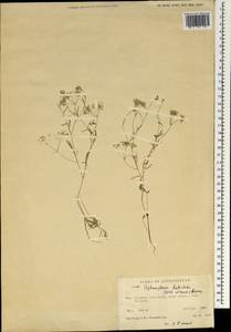 Pimpinella leptoclada (Aitch. & Hemsl.) Mousavi, Mozaff. & Zarre, Зарубежная Азия (ASIA) (Афганистан)