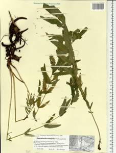 Черноголовник тонколистный (Fisch. ex Link) Franch. & Sav., Сибирь, Дальний Восток (S6) (Россия)