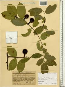 Magnoliopsida, Африка (AFR) (Эфиопия)