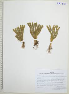 Баранец обыкновенный (L.) Bernh., Сибирь, Дальний Восток (S6) (Россия)