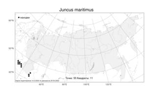 Juncus maritimus, Ситник морской Lam., Атлас флоры России (FLORUS) (Россия)