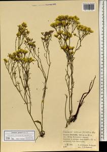 Limonium grubovii Lincz., Монголия (MONG) (Монголия)