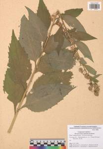 Колокольчик широколистный L., Восточная Европа, Центральный район (E4) (Россия)