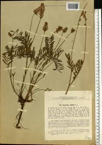 Эспарцет горошколистный Scop., Восточная Европа, Южно-Украинский район (E12) (Украина)