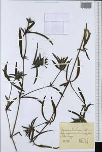 Magnoliopsida, Африка (AFR) (Эфиопия)