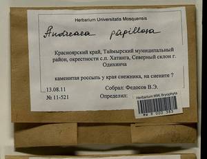 Andreaea rupestris var. papillosa (Lindb.) Podp., Гербарий мохообразных, Мхи - Красноярский край, Тыва и Хакасия (B17) (Россия)