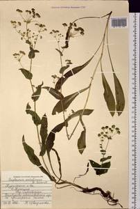 Володушка сахалинская F.Schmidt, Сибирь, Дальний Восток (S6) (Россия)