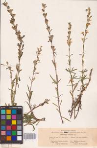 Смолевка татарская (L.) Pers., Восточная Европа, Центральный лесостепной район (E6) (Россия)