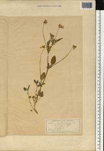 Фиалка трехцветная, Анютины глазки L., Восточная Европа, Московская область и Москва (E4a) (Россия)