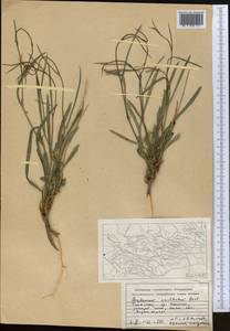 Володушка высокая M.Bieb., Средняя Азия и Казахстан, Памир и Памиро-Алай (M2) (Туркмения)