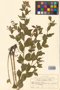Горошек однопарный A.Braun, Сибирь, Дальний Восток (S6) (Россия)