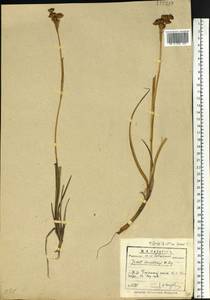 Juncus castaneus subsp. leucochlamys (V.J.Zinger ex V.I.Krecz.) Hultén, Сибирь, Прибайкалье и Забайкалье (S4) (Россия)
