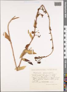 Колокольчик болонский L., Кавказ, Грузия (K4) (Грузия)